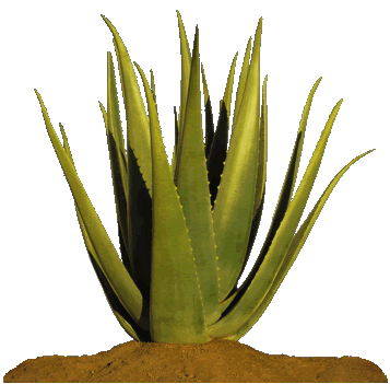 Aloe Vera rastlina