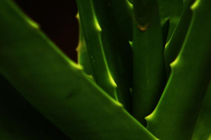 Listy Aloe vera