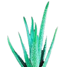 Rastlina Aloe Vera